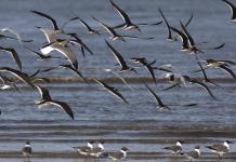 Las aves de Norteamérica desaparecen más rápidamente allí donde son más abundantes