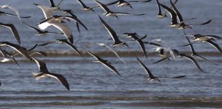 Las aves de Norteamérica desaparecen más rápidamente allí donde son más abundantes