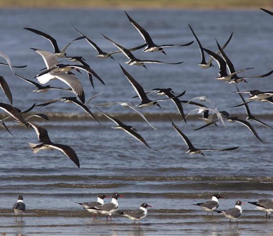 México presenta su ruta ambiental para proteger el 30 % de los ecosistemas naturales