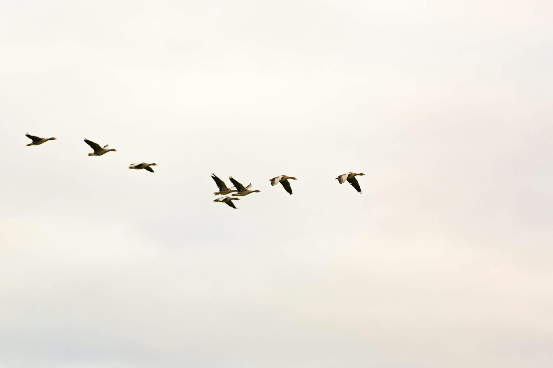 Las aves de Norteamérica desaparecen más rápidamente allí donde son más abundantes Las aves de Norteamérica desaparecen más rápidamente allí donde son más abundantes