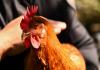 Alquiler de gallinas se populariza en EEUU por alza del precio de los huevos