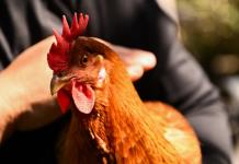 Alquiler de gallinas se populariza en EEUU por alza del precio de los huevos