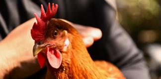 Alquiler de gallinas se populariza en EEUU por alza del precio de los huevos