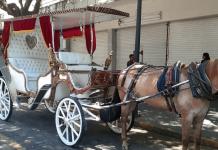 Solo quedan ocho calandrias tiradas por caballos en Guadalajara