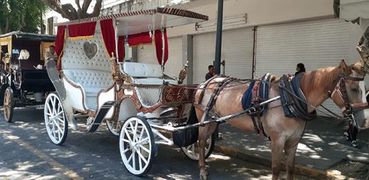 Solo quedan ocho calandrias tiradas por caballos en Guadalajara