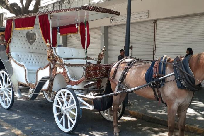 Solo quedan ocho calandrias tiradas por caballos en Guadalajara