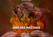 Abejas nativas - El Expresso de las 10 - Mi. 07 Mayo 2025