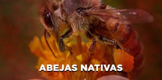 Abejas nativas - El Expresso de las 10 - Mi. 07 Mayo 2025