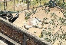 Vecinos de Villa Fantasía piden mejores condiciones para una cebra y otros animales