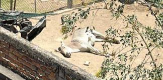 Vecinos de Villa Fantasía piden mejores condiciones para una cebra y otros animales