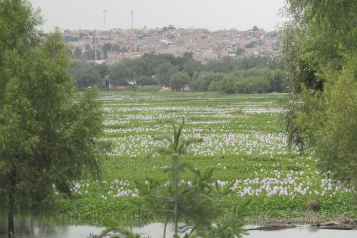 Celebrarán la exaltación del símbolo natural de la Laguna el próximo lunes 12 de mayo Celebrarán la exaltación del símbolo natural de la Laguna el próximo lunes 12 de mayo