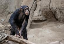 Tamborileo de chimpancés revela los pilares del ritmo humano