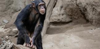 Tamborileo de chimpancés revela los pilares del ritmo humano