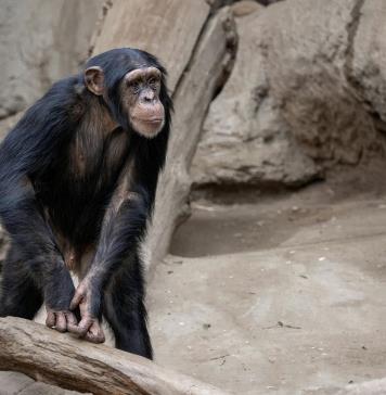 Tamborileo de chimpancés revela los pilares del ritmo humano