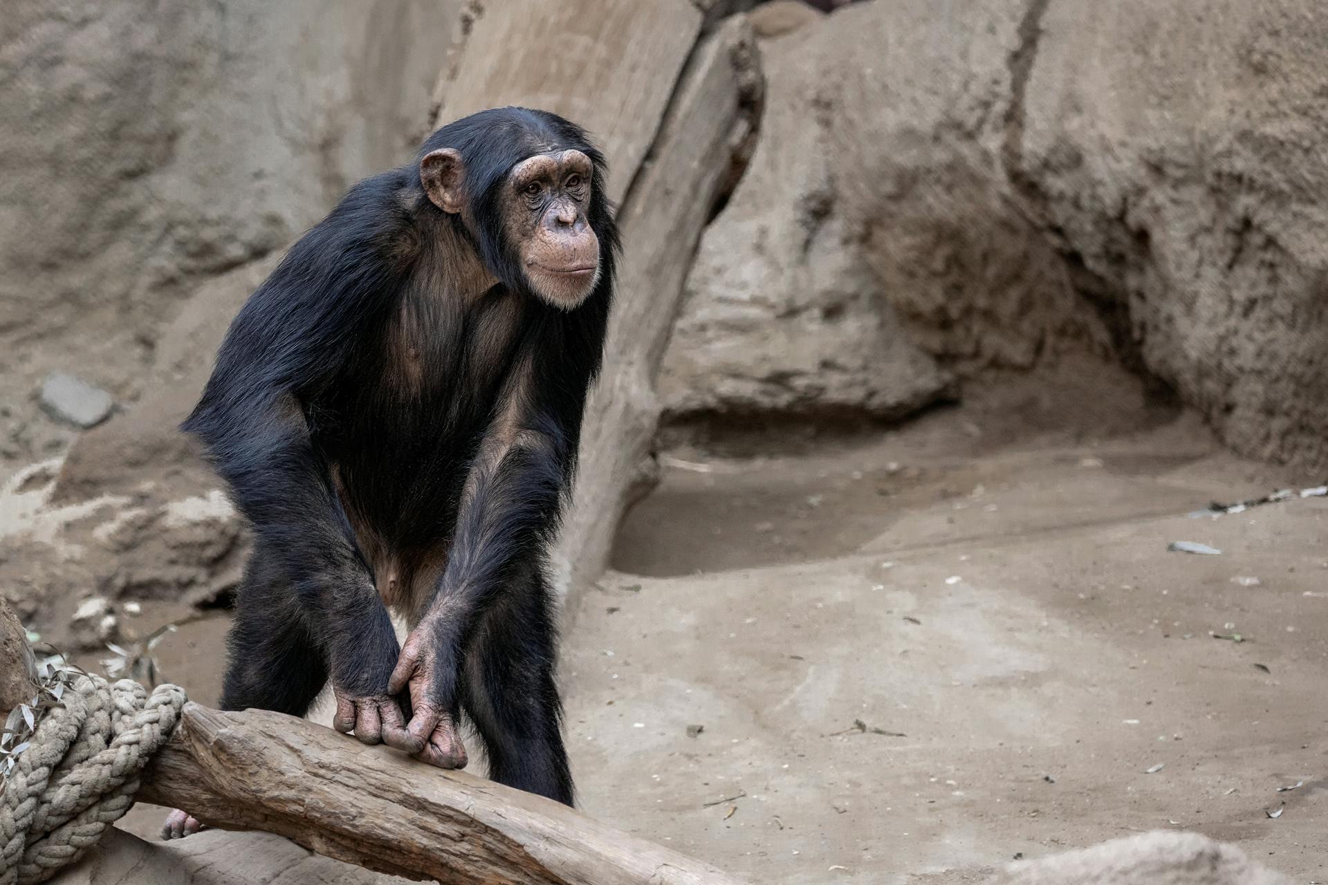 Tamborileo de chimpancés revela los pilares del ritmo humano
