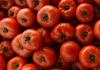 Productores de jitomate en Zacatecas, entre el sol del semidesierto y la sombra de nuevos aranceles