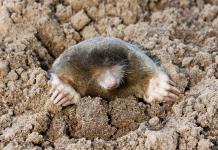 Animal pequeño, problema grande: cae la población de topos en Alemania