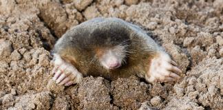 Animal pequeño, problema grande: cae la población de topos en Alemania