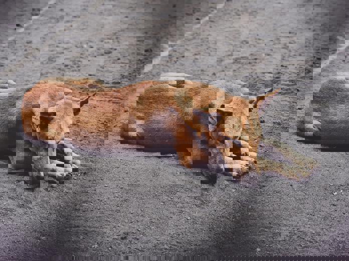 La creciente adopción de mascotas en Latinoamérica, desafío para la tenencia responsable La creciente adopción de mascotas en Latinoamérica, desafío para la tenencia responsable