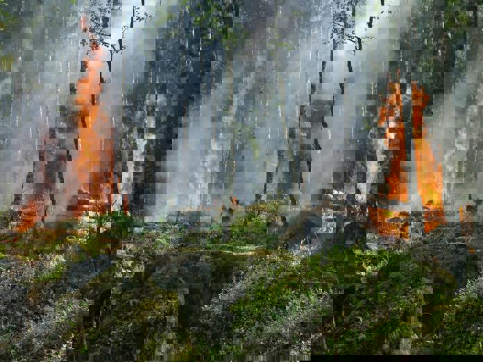Deforestación en selva amazónica de Brasil se redujo, pero aumenta degradación del suelo Deforestación en selva amazónica de Brasil se redujo, pero aumenta degradación del suelo