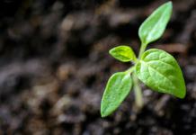 Descubren una nanoterapia con azúcar de plantas contra las enfermedades neurodegenerativas
