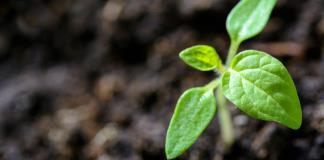 Descubren una nanoterapia con azúcar de plantas contra las enfermedades neurodegenerativas