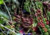 El IICA premia a agricultor hondureño por su trabajo para impulsar la exportación de café