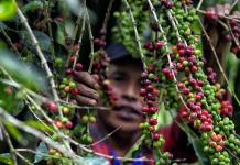 El IICA premia a agricultor hondureño por su trabajo para impulsar la exportación de café