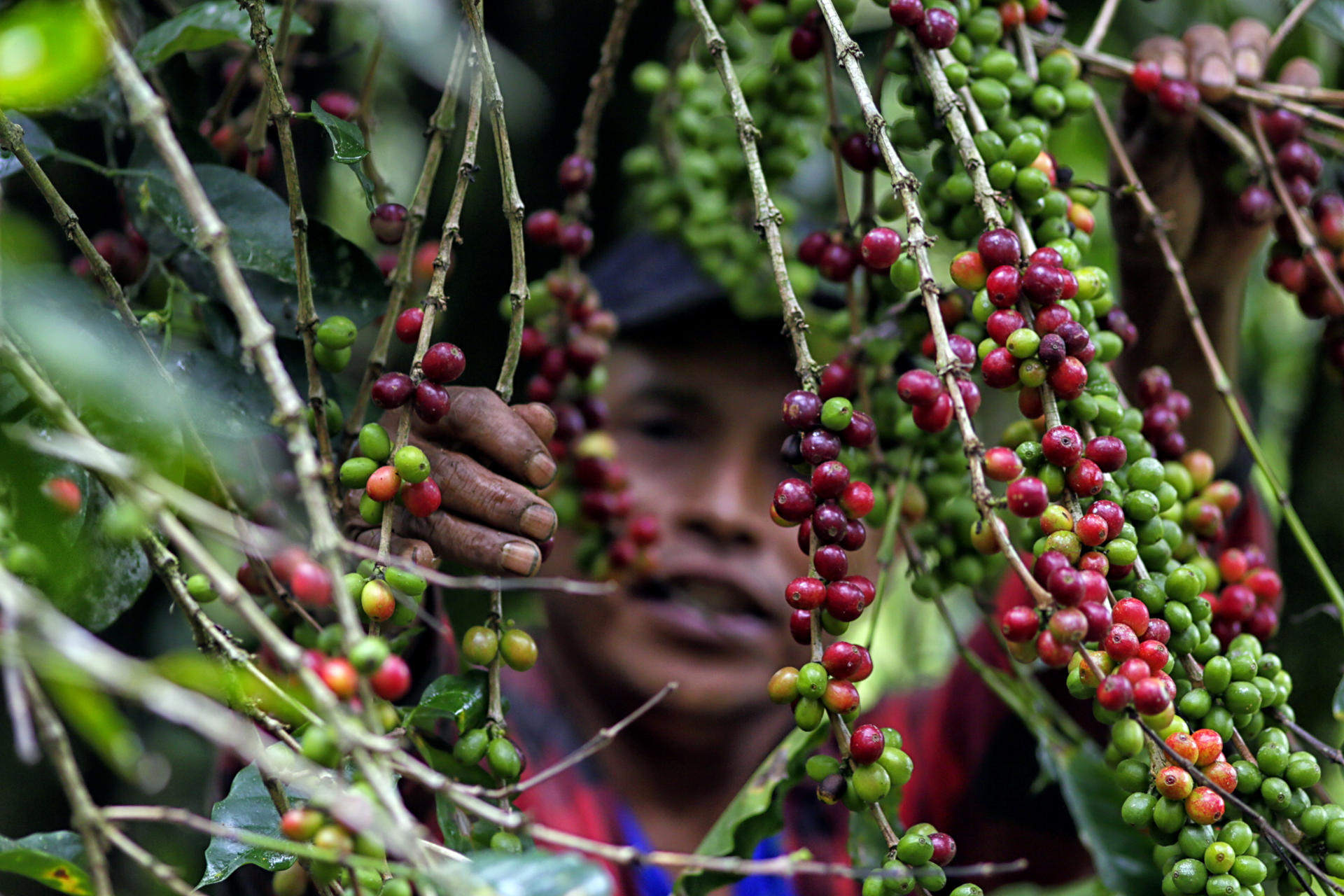 El IICA premia a agricultor hondureño por su trabajo para impulsar la exportación de café