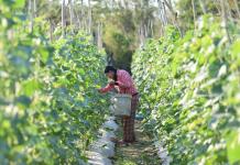 Mujeres ya son el 36 % de la fuerza laboral en sistemas agroalimentarios de Latinoamérica