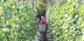 Mujeres ya son el 36 % de la fuerza laboral en sistemas agroalimentarios de Latinoamérica