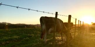 Exportaciones mexicanas de carne de res bajan un 2 % en una semana tras veto de EE.UU.
