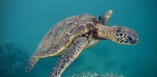 El cambio climático, la tercera causa de pérdida de diversidad, amenaza miles de especies
