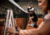 Cerúndolo, Musetti y Andreeva entre los outsiders de Roland Garros