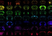 Crean una nueva generación de herramientas biológicas frente a las enfermedades cerebrales