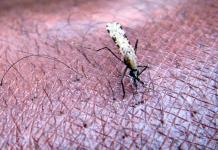 Un nuevo enfoque de control de la malaria abre la puerta a mosquiteras más eficaces
