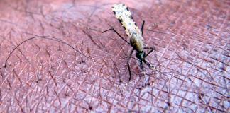Un nuevo enfoque de control de la malaria abre la puerta a mosquiteras más eficaces