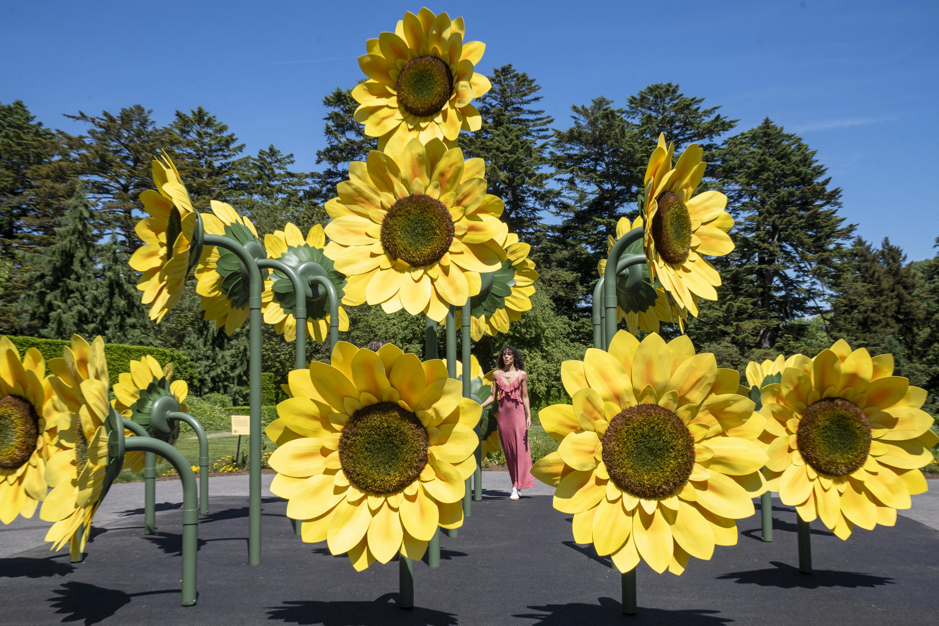 Lirios, rosas y girasoles de Van Gogh llenan de color el Jardín Botánico de Nueva York Lirios, rosas y girasoles de Van Gogh llenan de color el Jardín Botánico de Nueva York