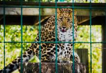 Salvar a los animales de la violencia: el arca de Noé de México
