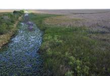 Sequía extrema pone a prueba la fauna y el turismo en los Everglades de Florida