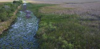 Sequía extrema pone a prueba la fauna y el turismo en los Everglades de Florida
