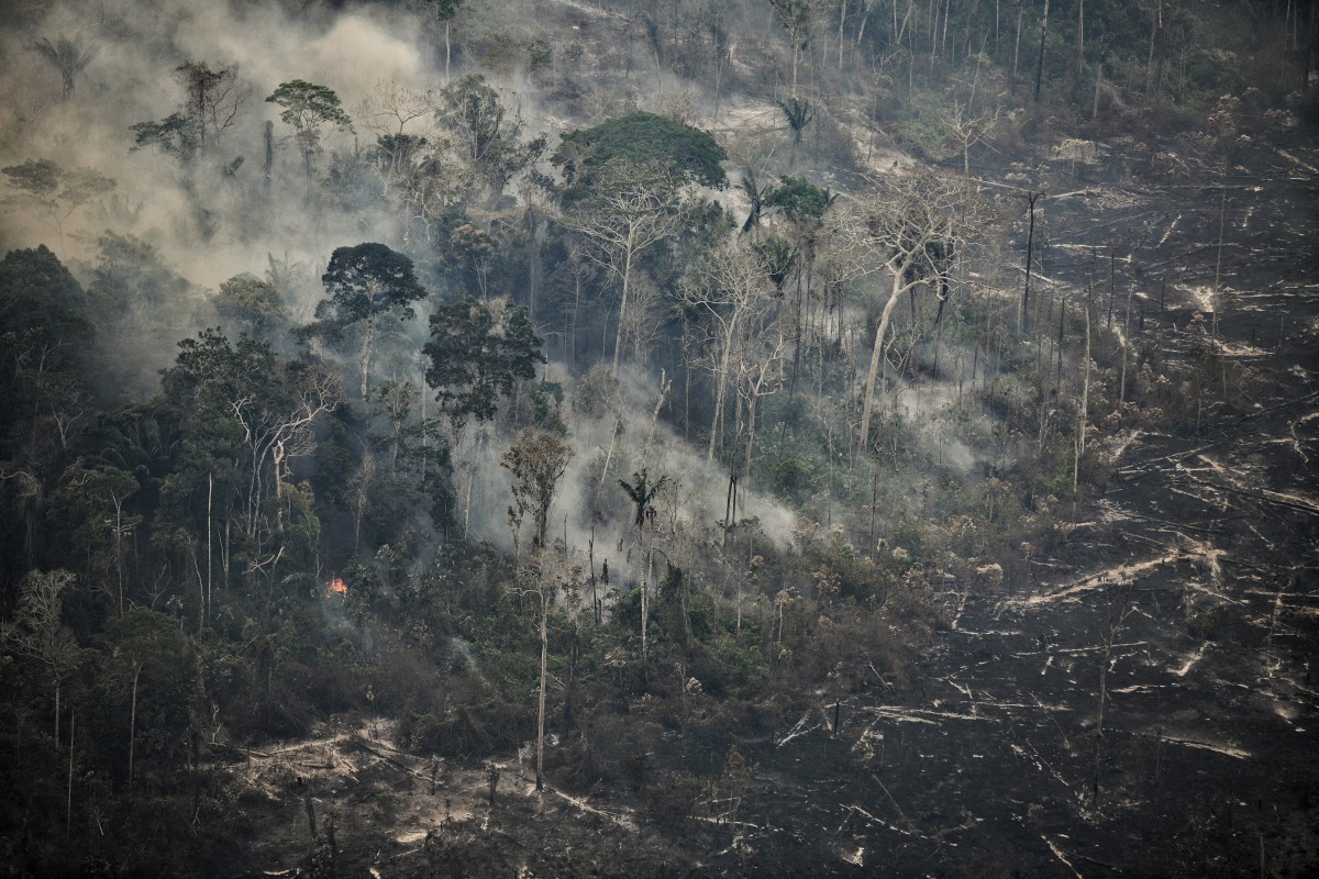 Récord de destrucción de bosques tropicales en 2024, con grave deterioro en Brasil y Bolivia Récord de destrucción de bosques tropicales en 2024, con grave deterioro en Brasil y Bolivia