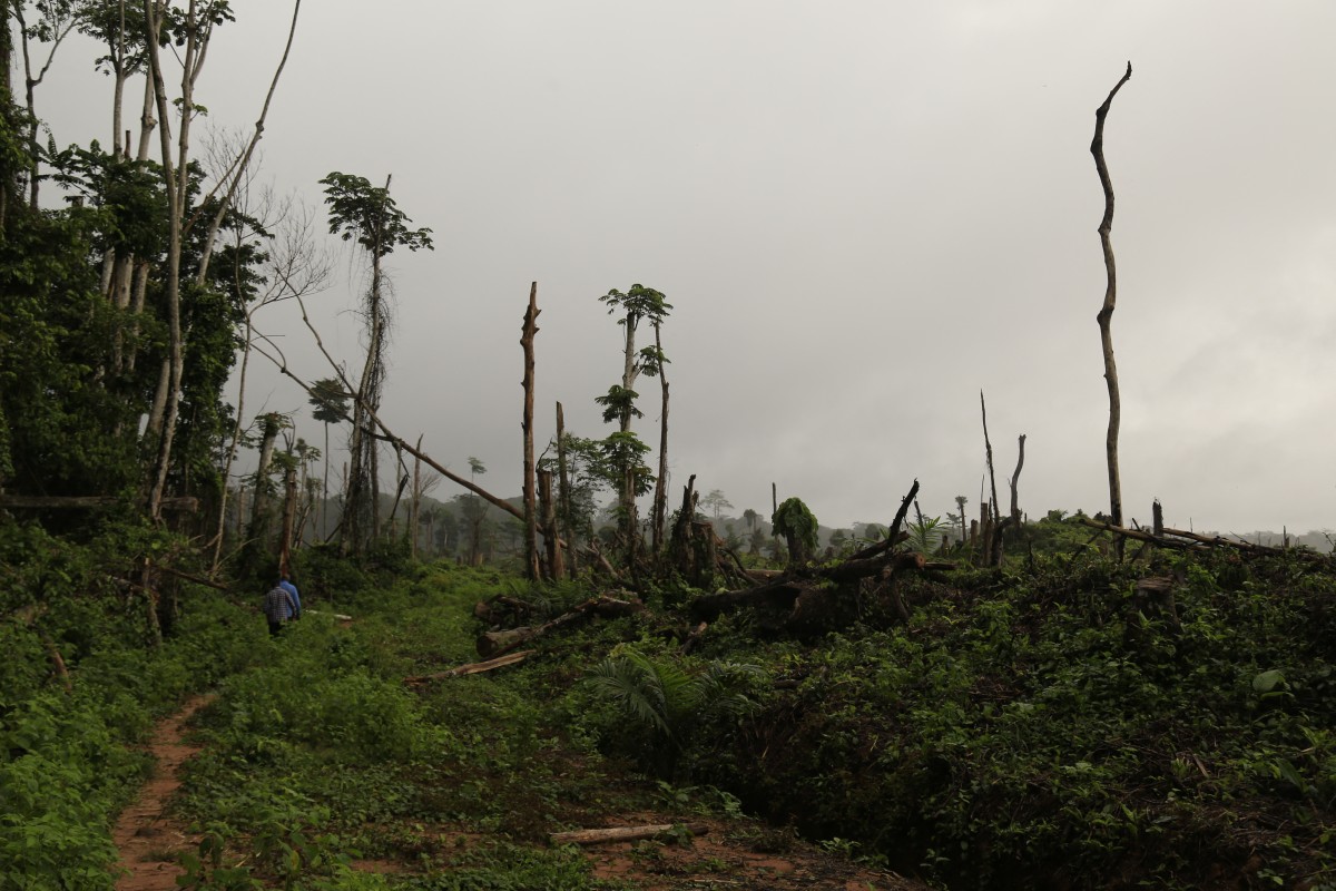 Récord de destrucción de bosques tropicales en 2024, con grave deterioro en Brasil y Bolivia Récord de destrucción de bosques tropicales en 2024, con grave deterioro en Brasil y Bolivia