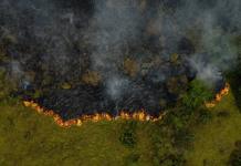 Récord de destrucción de bosques tropicales en 2024, con grave deterioro en Brasil y Bolivia