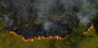 Récord de destrucción de bosques tropicales en 2024, con grave deterioro en Brasil y Bolivia