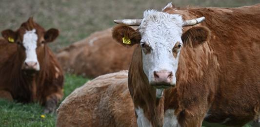 En 2024 se registró el doble de brotes de gripe aviar en mamíferos, un riesgo mayor para los humanos