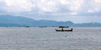 Denuncian muerte masiva de peces en lago de Chapala por posible descarga de aguas negras