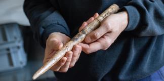 Los humanos ya fabricaban herramientas con huesos de ballena hace 20.000 años