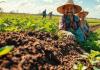 Maximizando Rendimientos: Uso de Agroquímicos Preventivos y Macronutrientes Activos