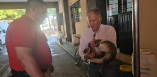 Urgen a crear centro regional de rescate de fauna en el sur de Jalisco: 17 años de trabajo voluntario no son suficientes